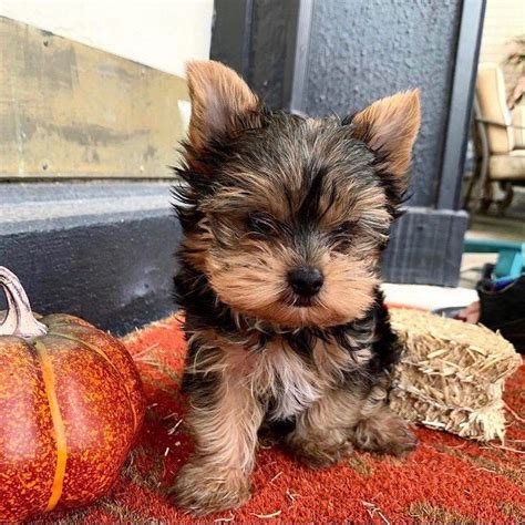 craigslist yorkie puppies for sale by owner|More.